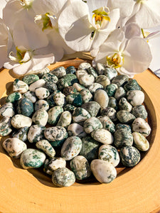 Tree Agate -  Star Soul Metaphysics Caffe