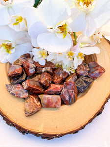 Petrified Wood | Star Soul Metaphysics